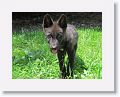 Canadian/ Rocky Mountain gray wolf, Zephyr