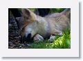 Canadian/ Rocky Mountain gray wolf, Alawa