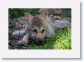 Canadian/ Rocky Mountain gray wolf, Alawa