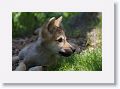 Canadian/ Rocky Mountain gray wolf, Alawa