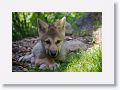 Canadian/ Rocky Mountain gray wolf, Alawa
