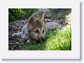 Canadian/ Rocky Mountain gray wolf, Alawa