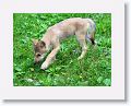 Canadian/ Rocky Mountain gray wolf, Alawa