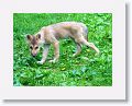 Canadian/ Rocky Mountain gray wolf, Alawa