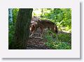 Red wolf