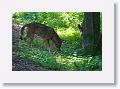 Red wolves