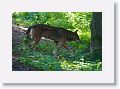 Red wolf
