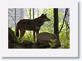 Red wolf