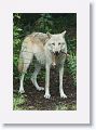 Its been 2 years since we last photographed Alawa, a Canadian Rocky gray wolf with her brother Zephyr as newly arrived puppies to the NY Wolf Center