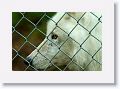 At 11 years old, Atka is the alpha Ambassador wolf at the Wolf Conservation Center