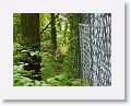 The pair of Mexican Gray wolves are illusive in their 3 acre pen