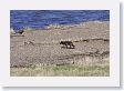 The Druid Pack Female Wolf in Lamar Valley