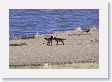 The Druid Pack Female Wolf finds her beau in Lamar Valley