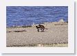 The Druid Pack Female Wolf finds her beau in Lamar Valley