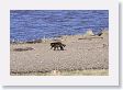 The Druid Pack Female Wolf finds her beau in Lamar Valley
