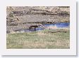 Slough Creek Male Wolf