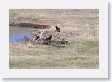 Druid Pack Female Wolf and Slough Creek Male Wolf in Lamar Valley