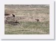 Druid Pack Female Wolf and Slough Creek Male Wolf in Lamar Valley