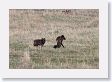Druid Pack Female Wolf and Slough Creek Male Wolf in Lamar Valley