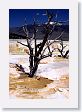 Mammoth Hot Springs