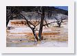 Mammoth Hot Springs