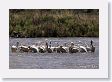 White Pelicans on the road to Bozeman, MT