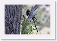 Black-billed Magpie