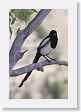 Black-billed Magpie