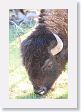 Bison