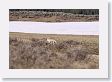 Coyote in Hayden Valley