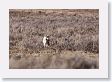 Coyote in Hayden Valley
