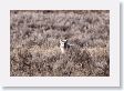 Coyote in Hayden Valley