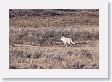 Coyote in Hayden Valley