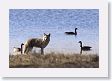 Coyote and Canadian Geese in Hayden Valley