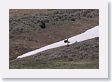 Grizzly sow and cub at play in the snow (still 3/4 mile away)