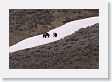 Grizzly sow and cub at play in the snow (still 3/4 mile away)