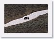 Grizzly sow and cub at play in the snow (still 3/4 mile away)