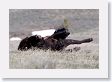 Bison dust bath
