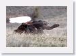 Bison dust bath