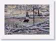 Black Bear near the Petrified Tree