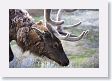 Bull Elk