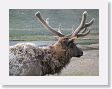 Bull Elk