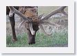 Bull Elk