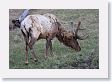Bull Elk