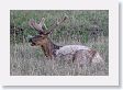 Bull Elk