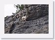 Rocky Mountain Bighorn Sheep ewe and baby