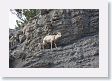 Rocky Mountain Bighorn Sheep ewe and baby