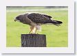 Swanson Hawk on a fence post just south of Bozeman, MT