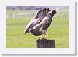 Swanson Hawk about to fly