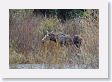 Roadside Moose